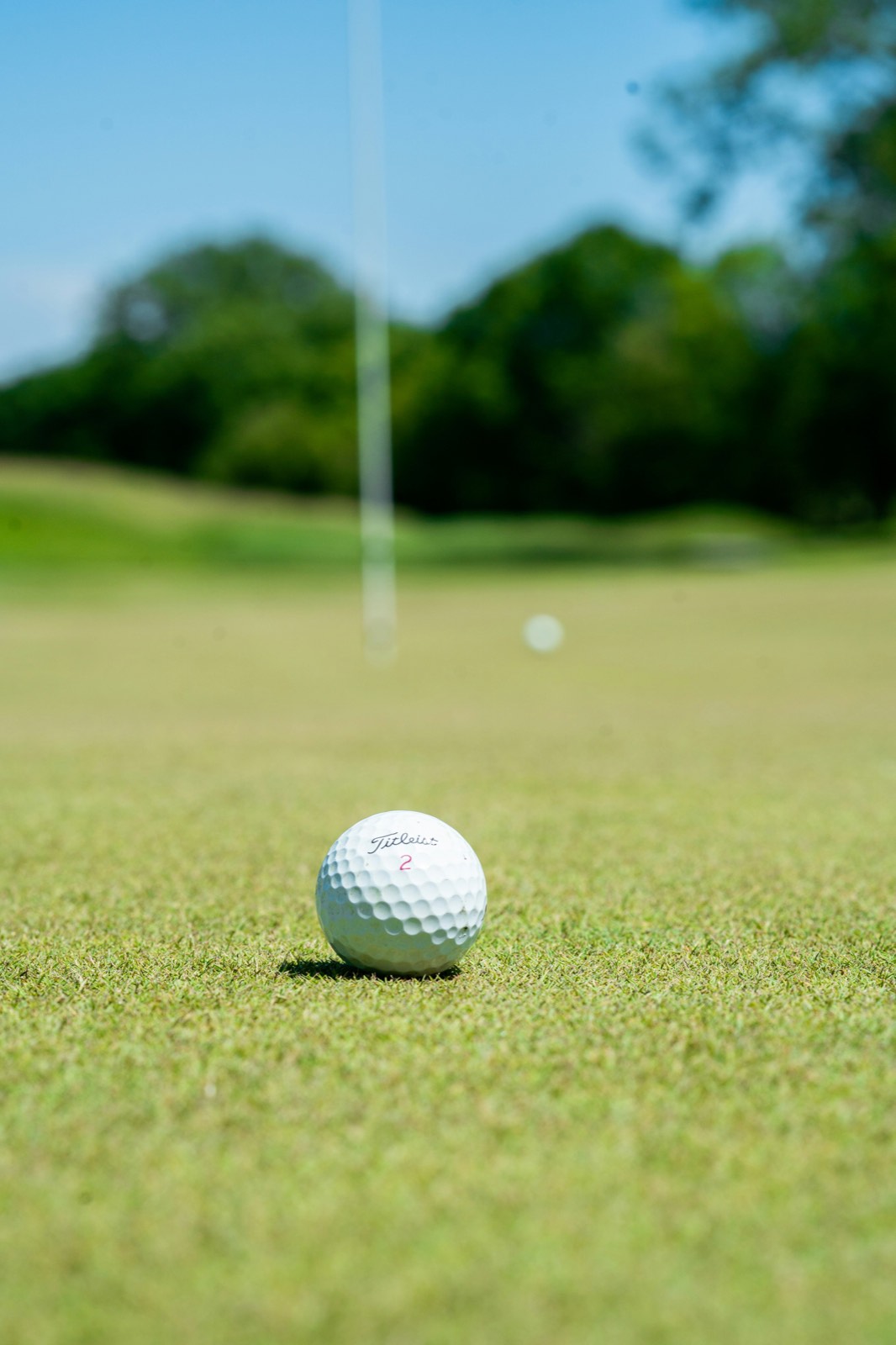 Gazon ras de précision entretenu par Turf Management, qualité green de golf
