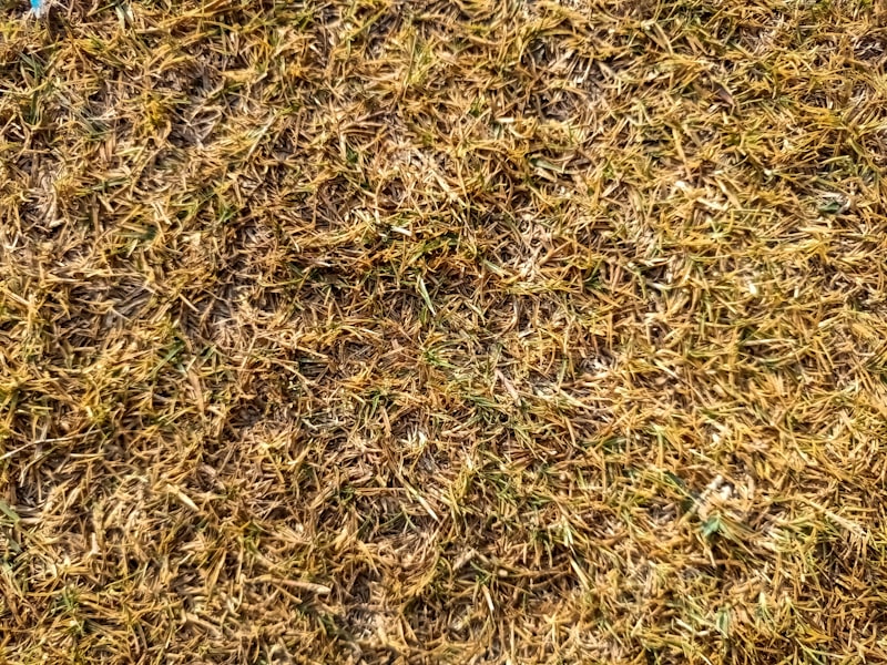 Gazon sec et brûlé avant rénovation par Turf Management en Haute-Savoie