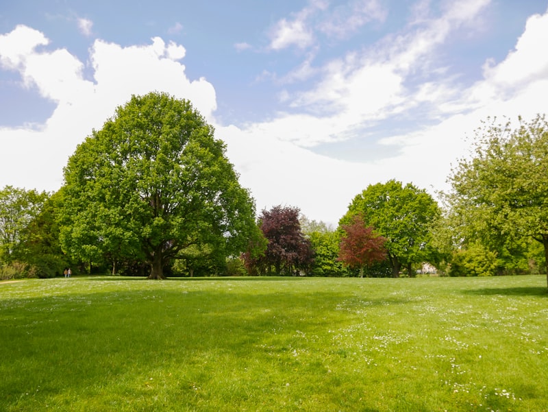 Belle pelouse verte d'agrément pour jardin familial